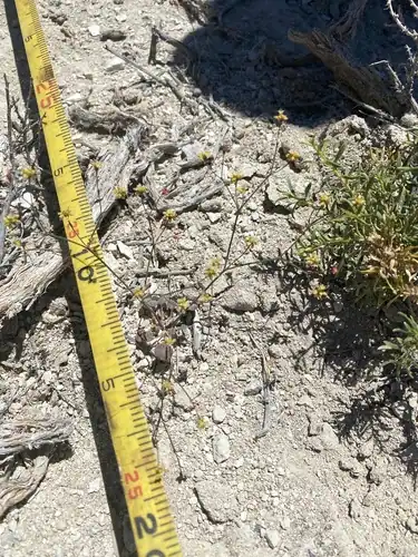 Foto dokumenter Eriogonum collinum