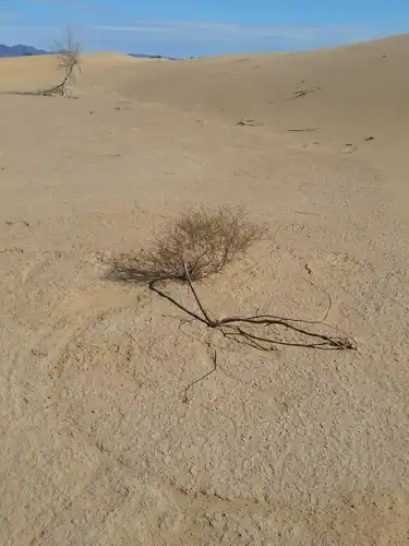 Foto dokumenter Eriogonum deserticola
