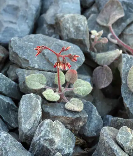 Foto dokumenter Eriogonum eremicola