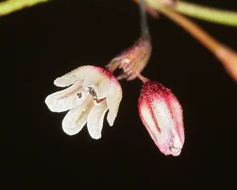 Foto dokumenter Eriogonum esmeraldense