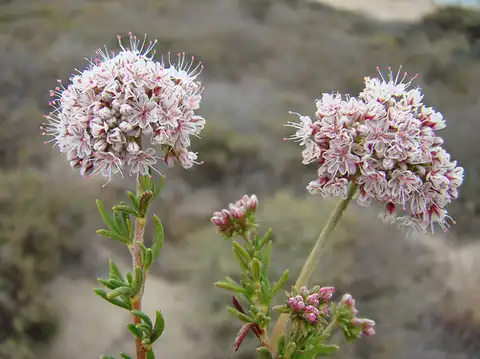 Foto dokumenter Eriogonum fasciculatum
