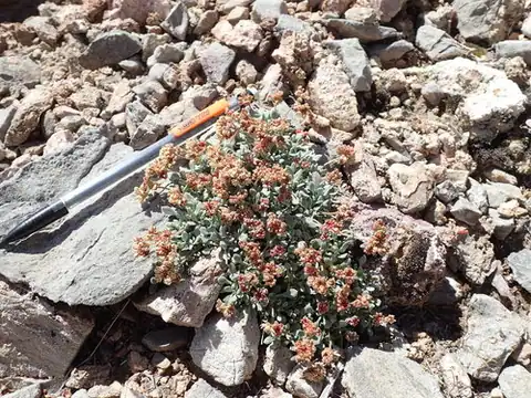 Foto dokumenter Eriogonum gilmanii