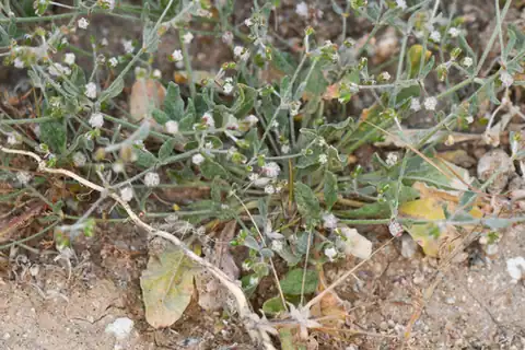 Foto dokumenter Eriogonum gossypinum