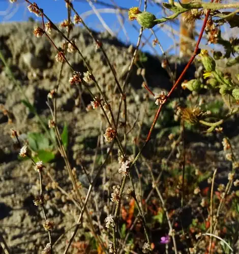 Foto dokumenter Eriogonum gracile