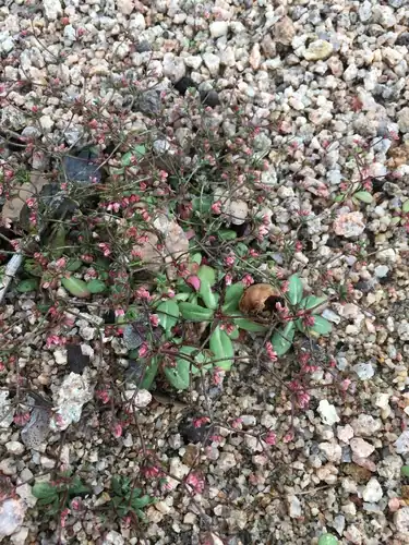 Foto dokumenter Eriogonum inerme