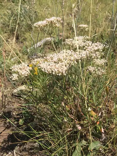 Foto dokumenter Eriogonum leptophyllum