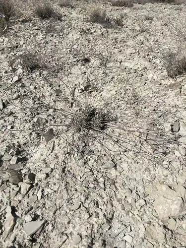 Foto dokumenter Eriogonum spathulatum