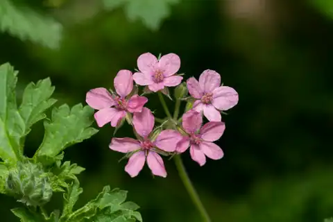 Foto dokumenter Erodium chium