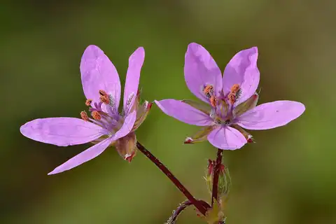Foto dokumenter Erodium cicutarium
