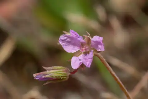 Foto dokumenter Erodium laciniatum