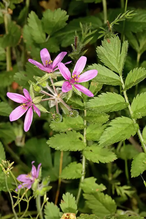 Foto dokumenter Erodium moschatum