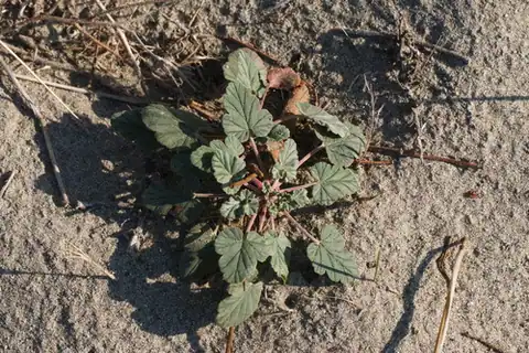 Foto dokumenter Erodium oxyrhinchum