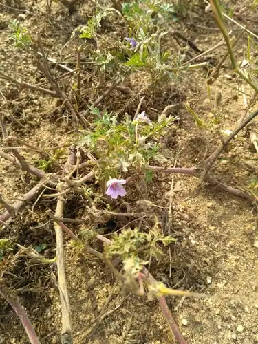 Foto dokumenter Erodium stephanianum