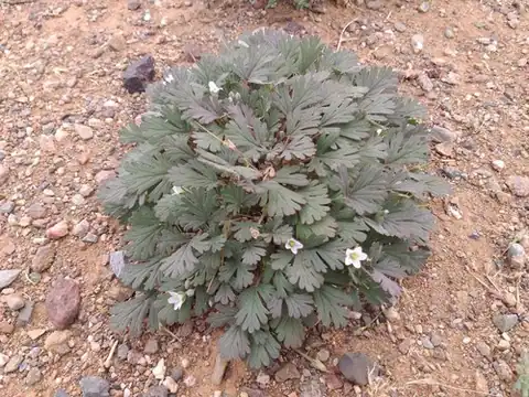 Foto dokumenter Erodium tibetanum