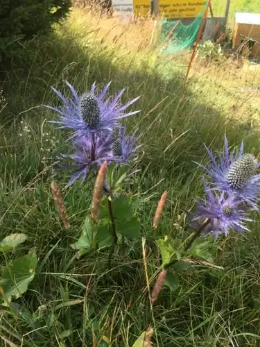 Foto dokumenter Eryngium alpinum