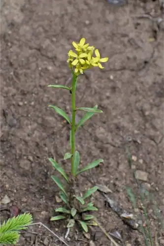Foto dokumenter Erysimum coarctatum