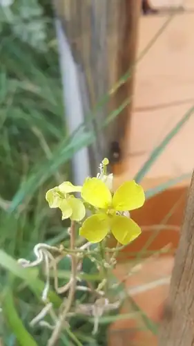 Foto dokumenter Erysimum flavum