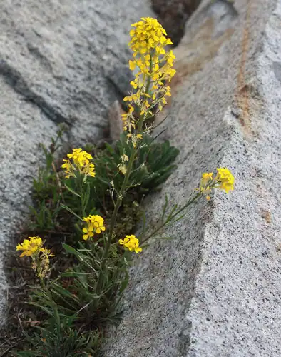 Foto dokumenter Erysimum perenne