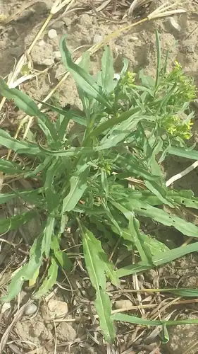 Foto dokumenter Erysimum repandum