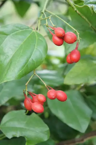 Foto dokumenter Erythropalum scandens