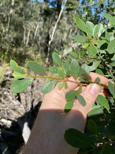 Foto dokumenter Erythroxylum australe