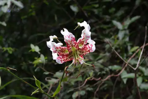 Foto dokumenter Lilium speciosum