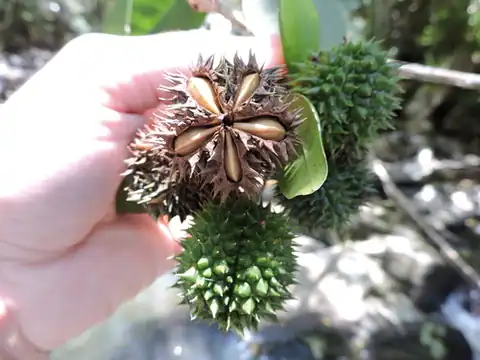 Foto dokumenter Esenbeckia grandiflora