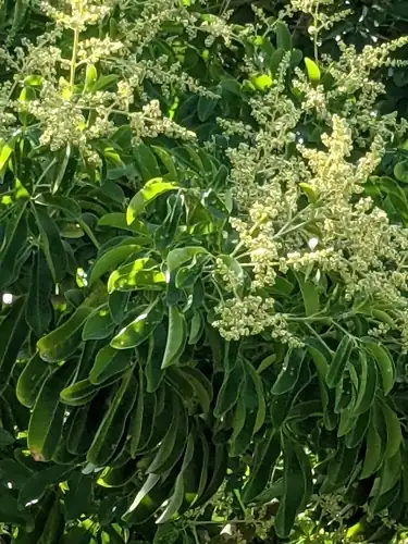 Foto dokumenter Esenbeckia pentaphylla