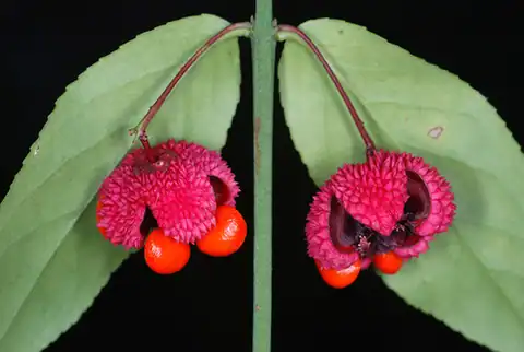 Foto dokumenter Euonymus americanus
