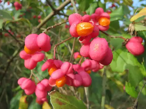 Foto dokumenter Euonymus europaeus