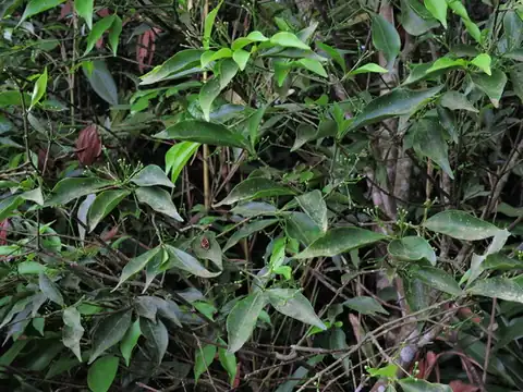 Foto dokumenter Euonymus laxiflorus