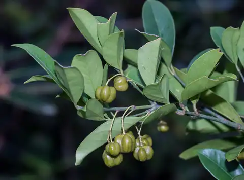 Foto dokumenter Euonymus nitidus