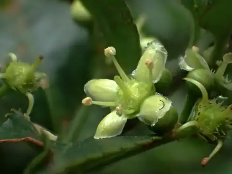 Foto dokumenter Euonymus spraguei