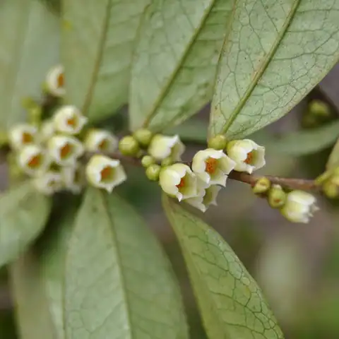 Foto dokumenter Eurya acuminata