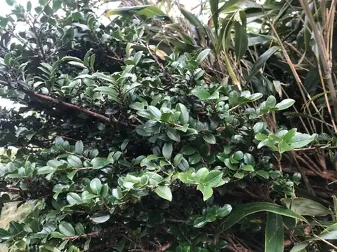 Foto dokumenter Eurya crenatifolia