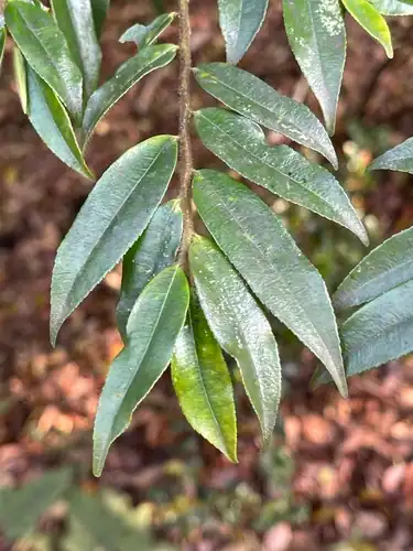 Foto dokumenter Eurya distichophylla