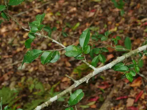 Foto dokumenter Eurya leptophylla