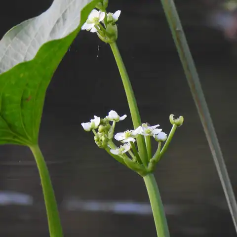 Foto dokumenter Limnophyton obtusifolium