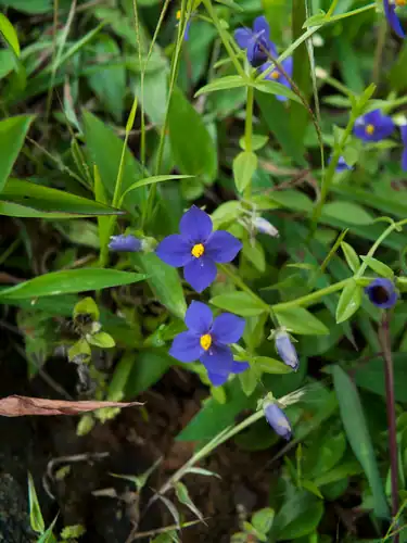 Foto dokumenter Exacum pumilum