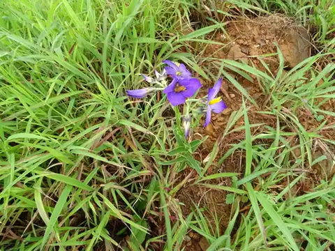 Foto dokumenter Exacum tetragonum