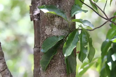 Foto dokumenter Exothea paniculata