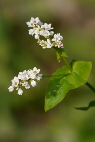 Foto dokumenter Fagopyrum esculentum