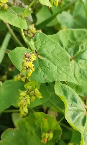 Foto dokumenter Fagopyrum tataricum