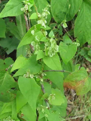 Foto dokumenter Fallopia dumetorum