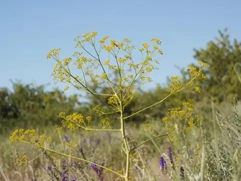 Foto dokumenter Ferula caspica