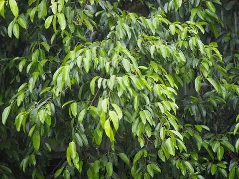 Foto dokumenter Ficus benjamina