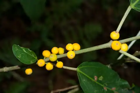 Foto dokumenter Ficus cumingii