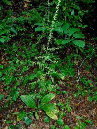 Foto dokumenter Melanthium parviflorum