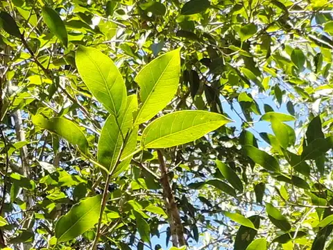 Foto dokumenter Ficus pertusa
