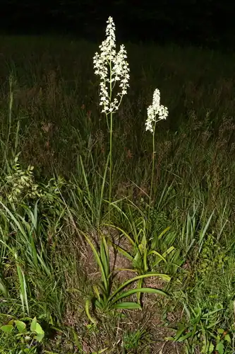 Foto dokumenter Melanthium virginicum